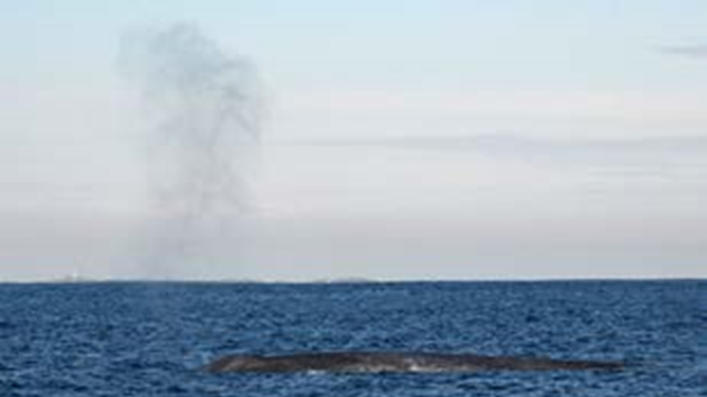 pygmy whales