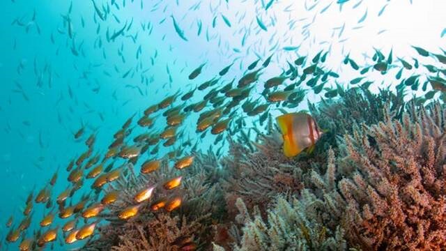 king reef