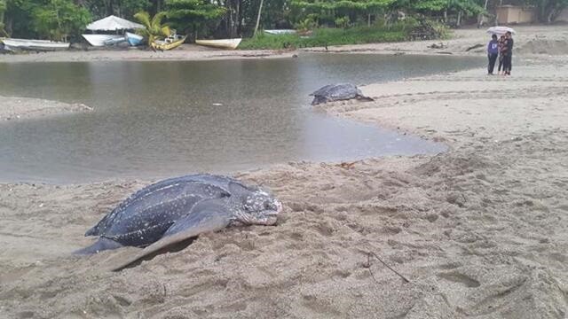 turtles T&T